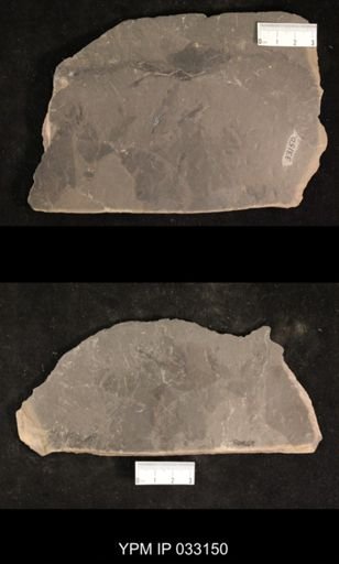 Mormolucoides articulatus