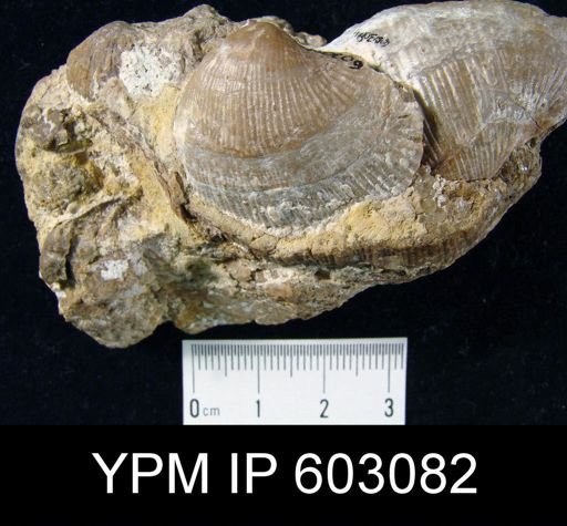 Gigantoproductus latissimus