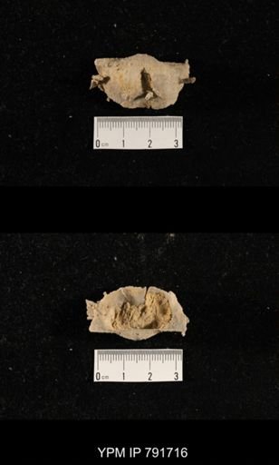 undet. Brachiopoda