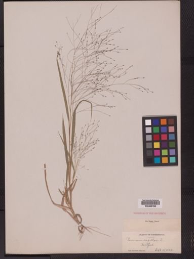 Panicum capillare