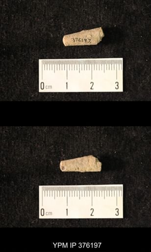 Pseudorthoceras knoxense