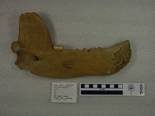 Ursus spelaeus