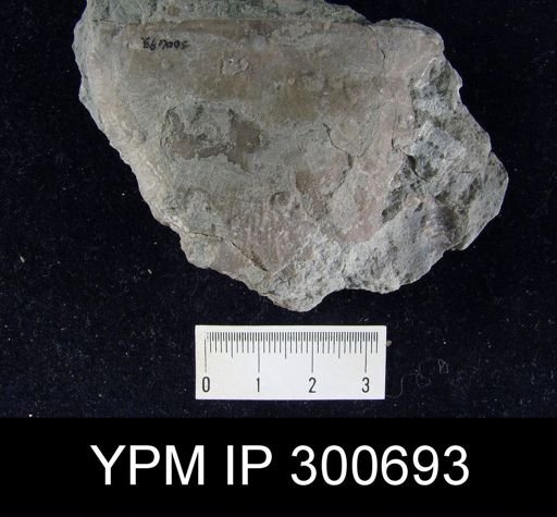 Stropheodonta profunda