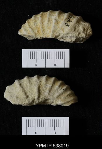 Stoliczkaia dispar