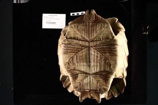 Geochelone sulcata