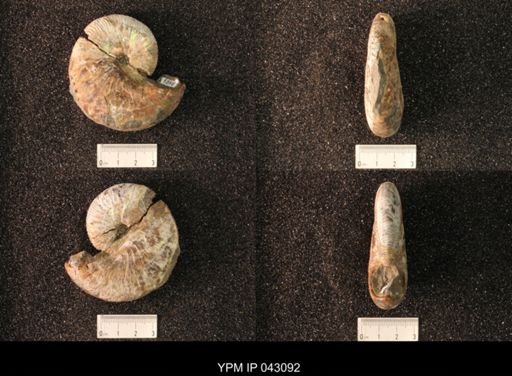 Hoploscaphites nicolletii