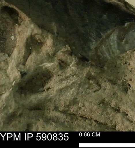 undet. Bivalvia