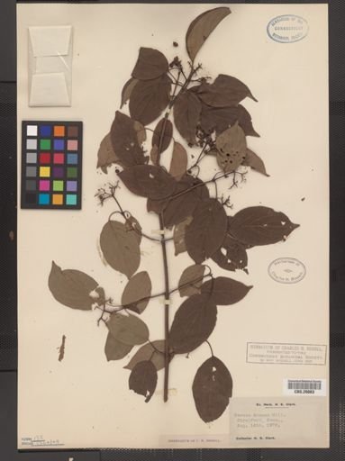 Cornus amomum