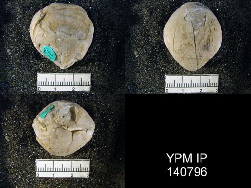 Spirigerella grandis