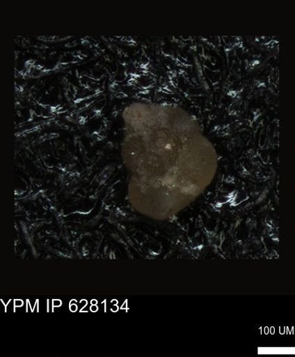 undet. Foraminiferida