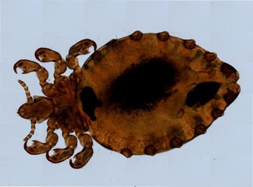 Haematopinus eurysternus