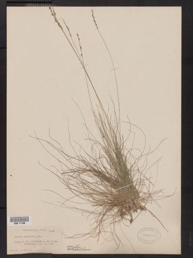 Festuca capillata