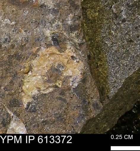 Scaphites sp.