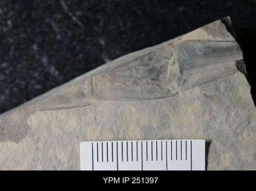 undet. Eurypterida