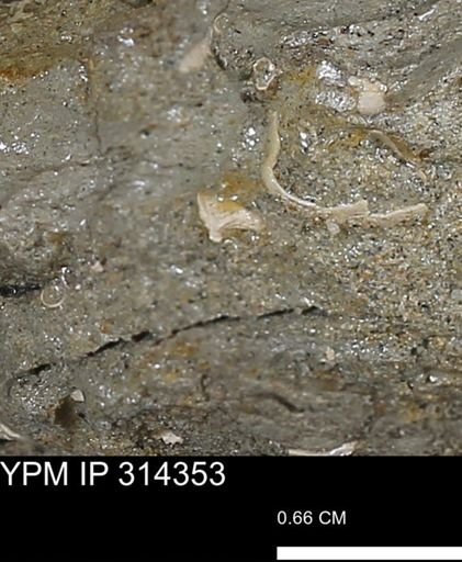 undet. Mollusca