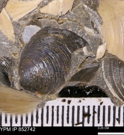 Limopsis striatopunctatus