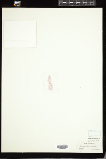 Microcladia coulteri