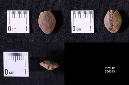 Dielasma sp.
