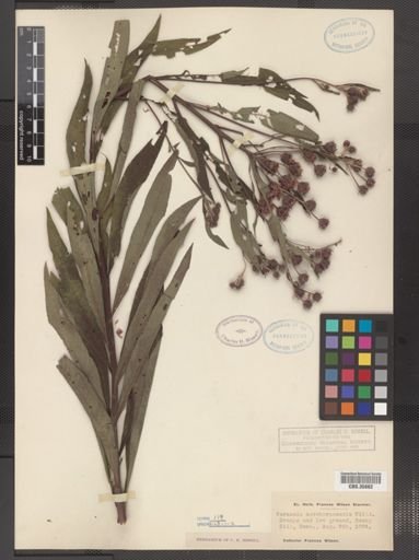 Vernonia noveboracensis