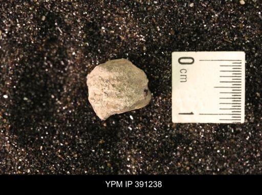Scaphitidae