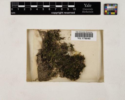 Plantae