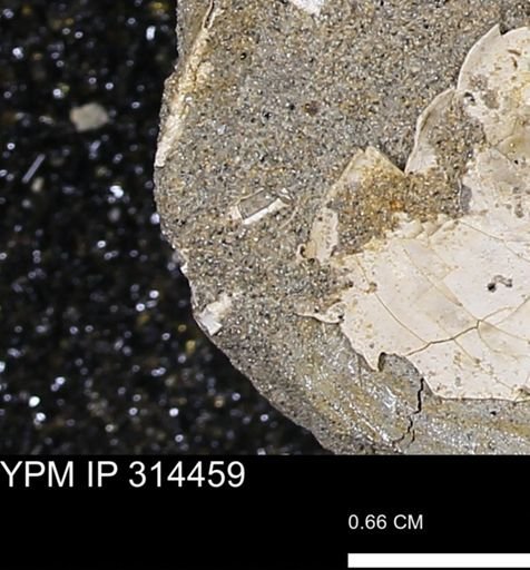 undet. Scaphopoda