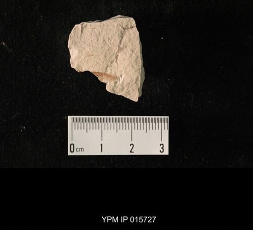 Permoblattina permiana