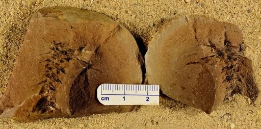 Lepidostrobus