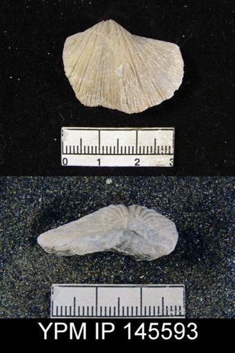 Spirifer sp.