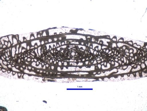 Schwagerina tersa