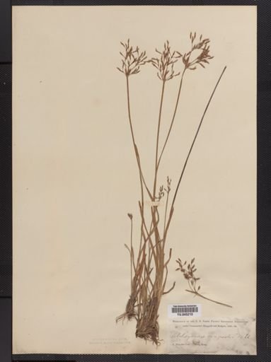 Fimbristylis