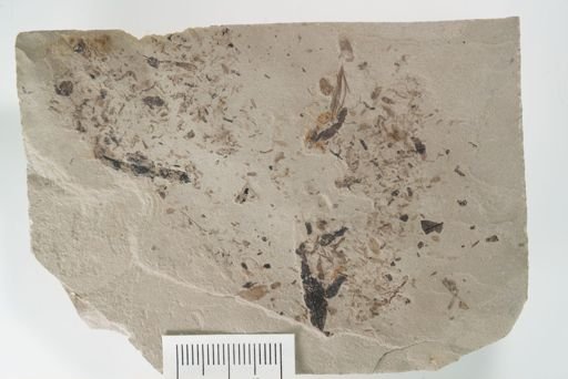 Staphylinidae