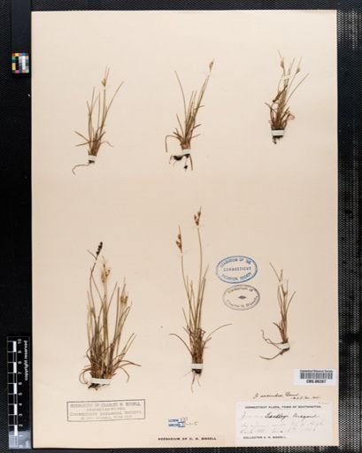 Juncus secundus