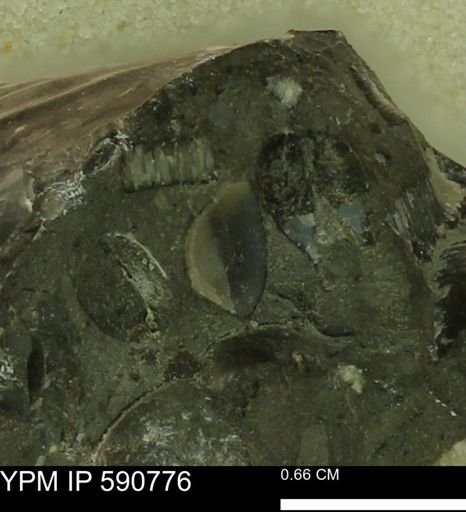 undet. Bivalvia