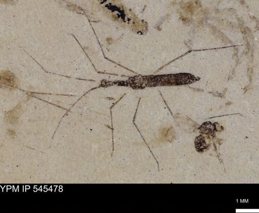 undet. Hydrometridae