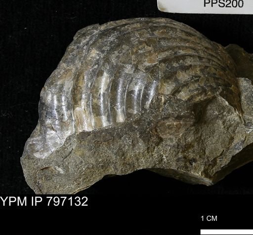 Inoceramus