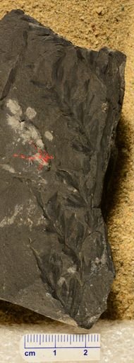 Rhodea sp.