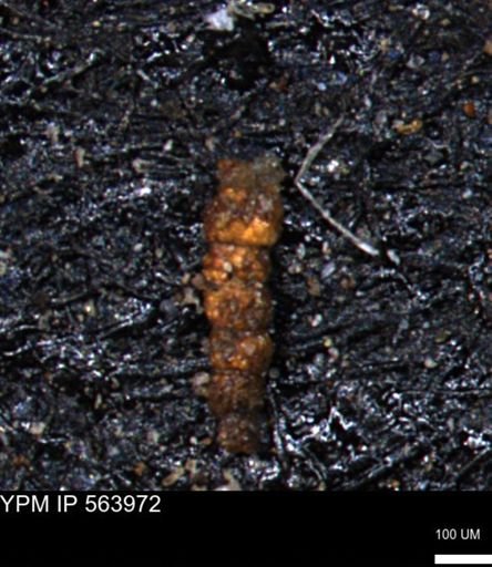 undet. Foraminiferida