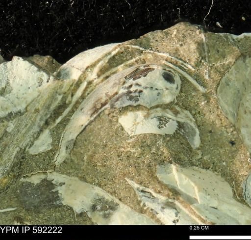 undet. Bivalvia