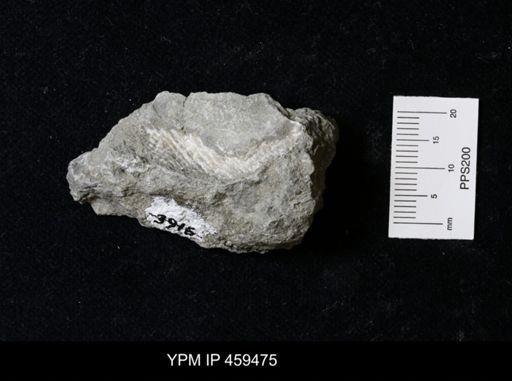 Dictyoclostus americanus