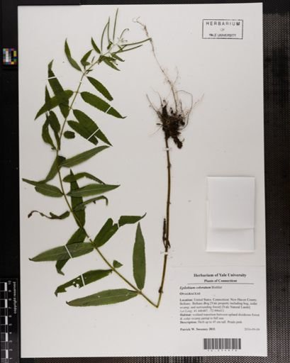 Epilobium coloratum