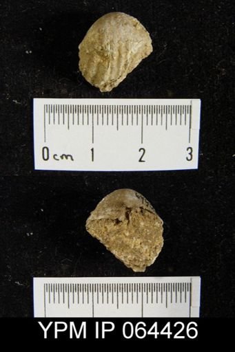 Sieberella roemeri