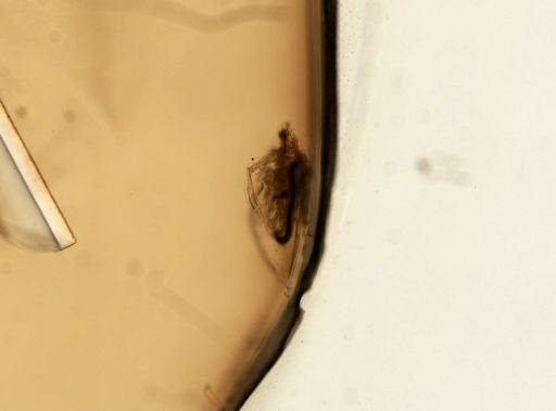 Daphnia