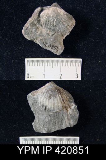 undet. Brachiopoda