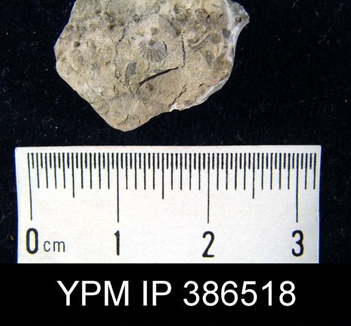 Glyptorthis sublamellosa