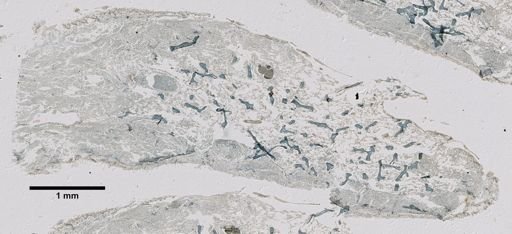 Aulospongus schoenus
