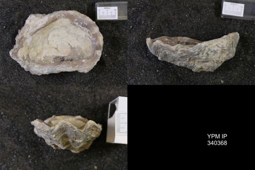 Ostrea subovata
