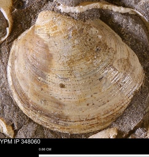 Limopsis striatopunctatus