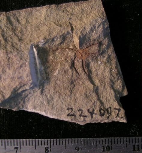 Stephanoura belgica