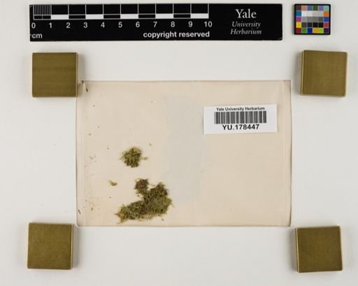 Plantae
